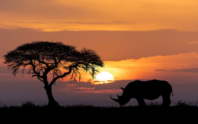 Ο παγκόσμιος πληθυσμός ρινόκερων ανακάμπτει