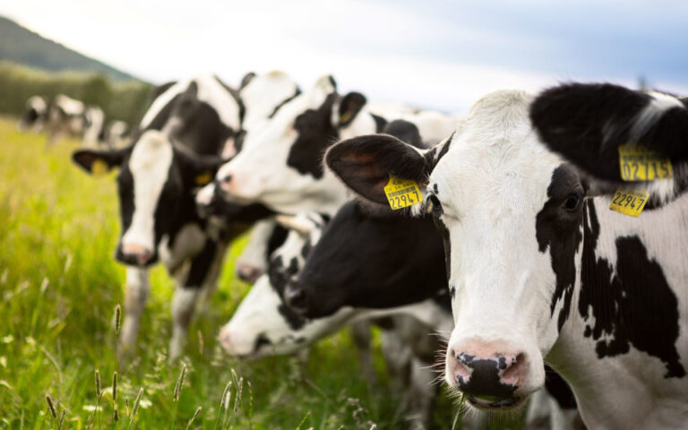 Γιατί οι αγελάδες είναι επικίνδυνες για να ξεκινήσει μία πανδημία Η5Ν1